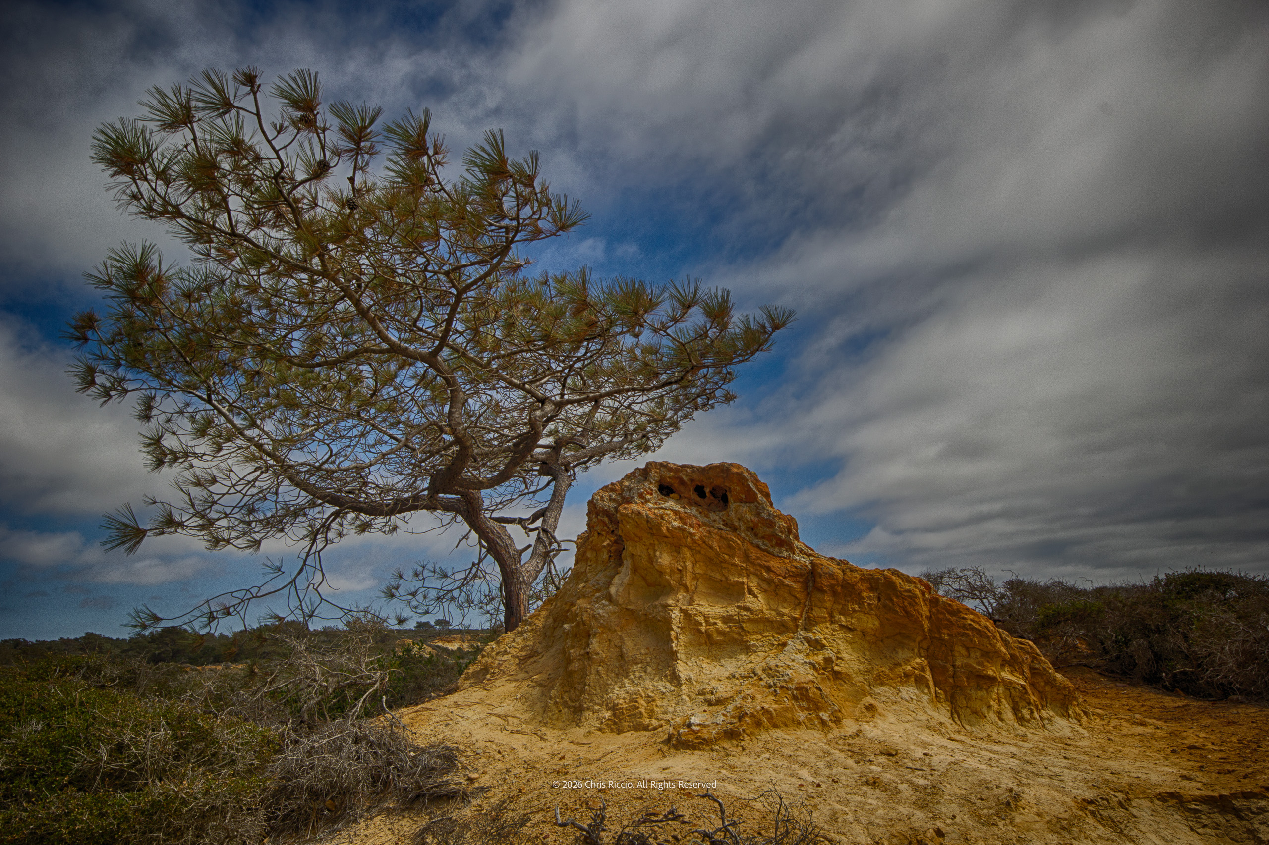 The Torrey Pine